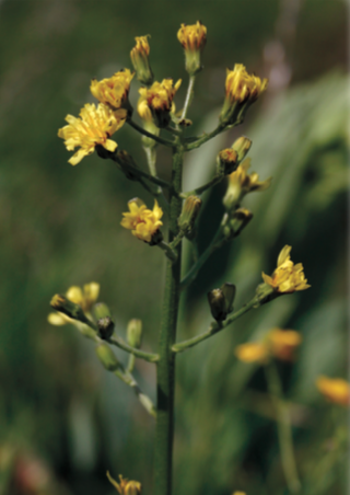 Crépide rongée (Crepis praemorsa)  - CBNFC-ORI