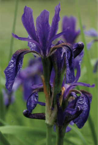 Iris de Sibérie (Iris sibirica L.)  - CBNFC-ORI